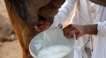  Le lait de chamelle permettrait de lutter contre le cancer